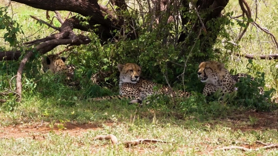 Cheetah, Big Cat, Feline, Wildlife, Safari, Mammal