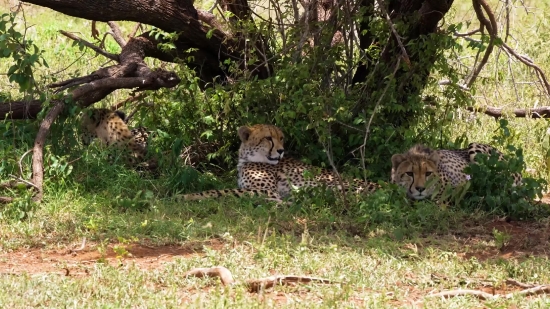 Cheetah, Big Cat, Feline, Wildlife, Safari, Mammal