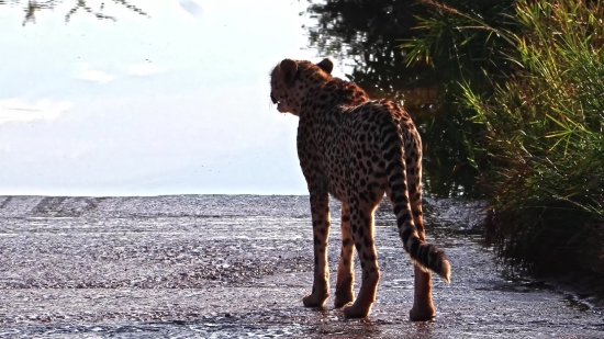 Cheetah, Predator, Feline, Big Cat, Safari, Wildlife