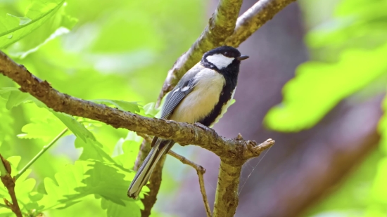 Chickadee, Titmouse, Bird, Wildlife, Beak, Feather