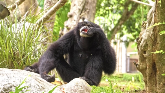 Chimpanzee, Ape, Primate, Monkey, Wildlife, Wild