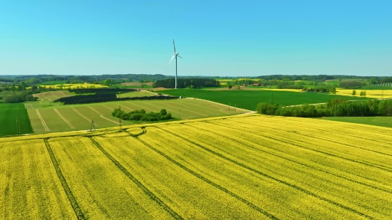 Chroma Background Video Free Download, Rapeseed, Oilseed, Field, Landscape, Rural