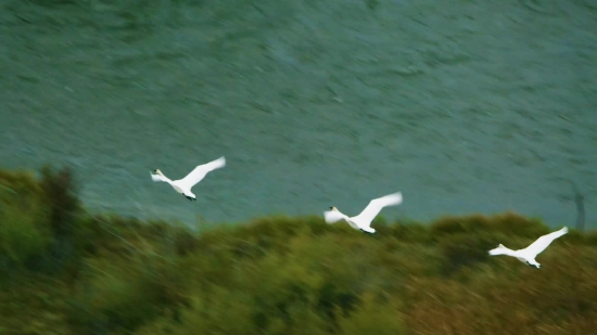 Church Motion Backgrounds, Gull, Bird, Flying, Cockatoo, Flight