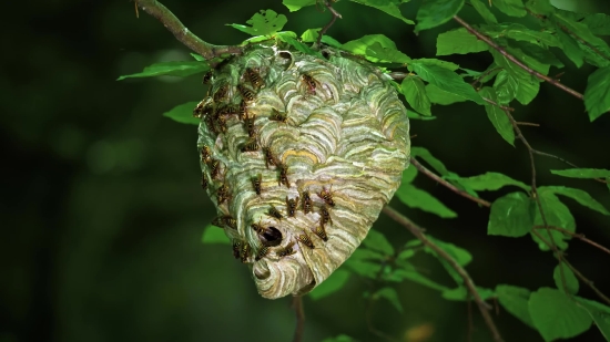 Cicada, Insect, Arthropod, Invertebrate, Tree, Animal