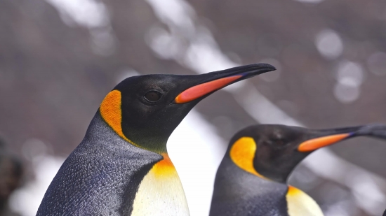 Cinematic Stock Footage, King Penguin, Penguin, Seabird, Bird, Wildlife