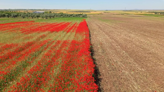 Clip De Twitch, Field, Landscape, Meadow, Farm, Rural