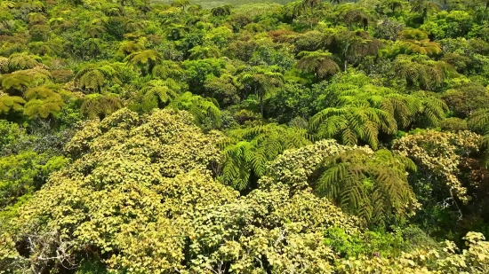 Cloud Background Video, Tree, Vascular Plant, Woody Plant, Plant, Landscape