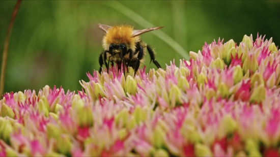 Clover, Flower, Insect, Plant, Blossom, Garden