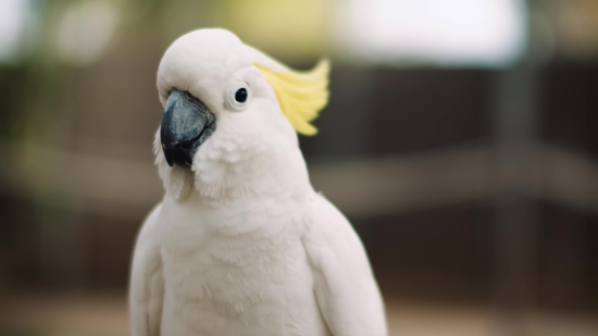 Cockatoo, Parrot, Bird, Beak, Feather, Wildlife