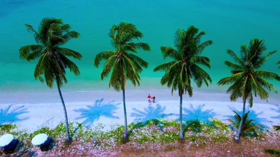 Coconut, Palm, Tree, Beach, Tropical, Island