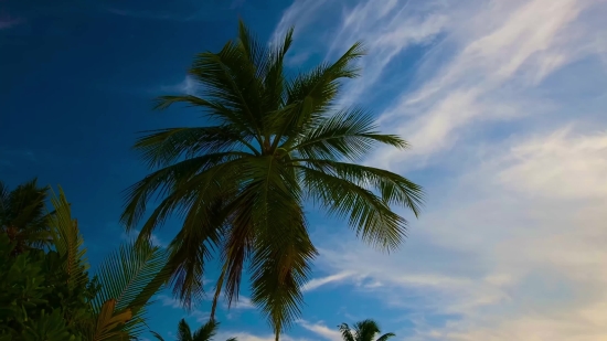 Coconut, Palm, Tropical, Beach, Tree, Island