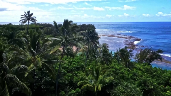 Coconut, Tree, Palm, Tropical, Beach, Paradise