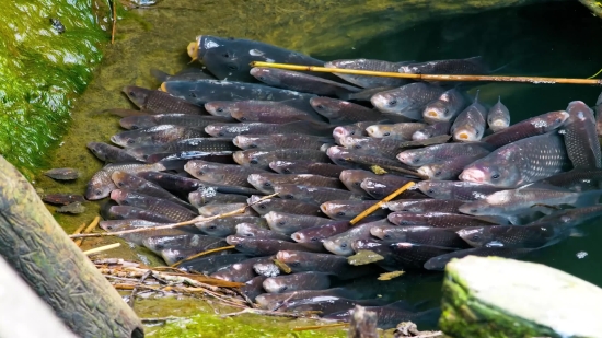 Coho, Salmon, Food Fish, Fish, Water, River