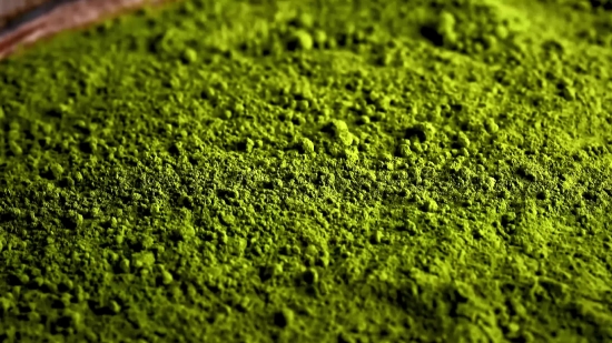 Common Duckweed, Duckweed, Aquatic Plant, Plant, Texture, Vascular Plant