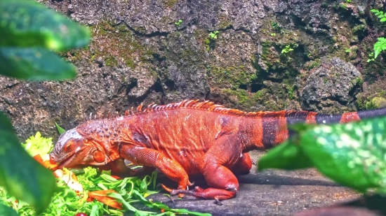 Common Iguana, Lizard, Meat, Tree, Food, Wildlife