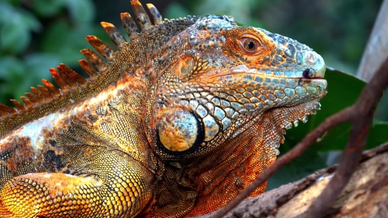 Common Iguana, Lizard, Reptile, Wildlife, Dragon, Iguana