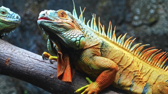 Common Iguana, Lizard, Reptile, Wildlife, Iguana, Dragon