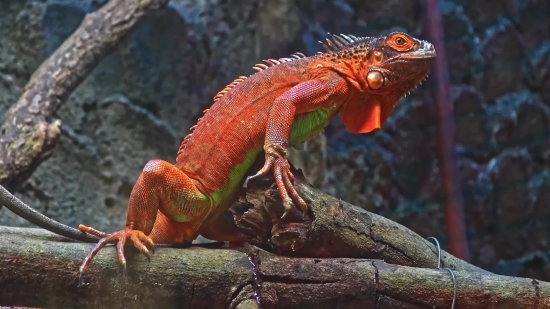 Common Iguana, Lizard, Reptile, Wildlife, Iguana, Eye