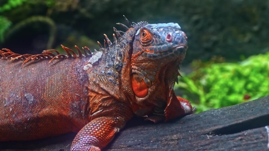 Common Iguana, Lizard, Reptile, Wildlife, Iguana, Eye