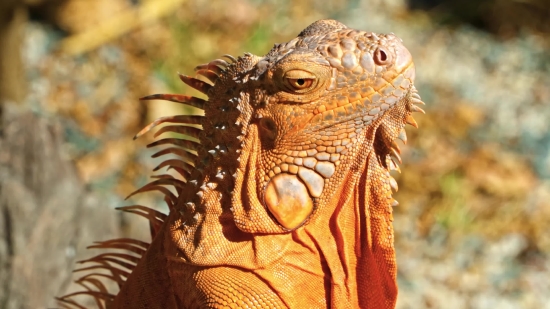 Common Iguana, Lizard, Wildlife, Reptile, Iguana, Eye