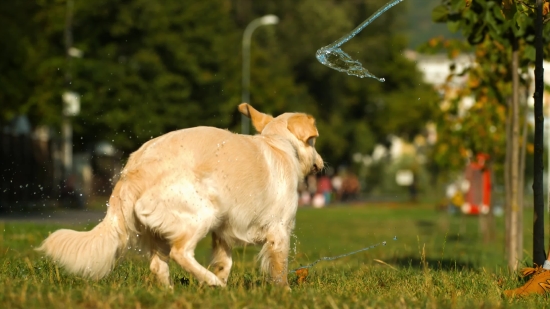 Confetti Video Alpha, Retriever, Golden Retriever, Dog, Sporting Dog, Pet