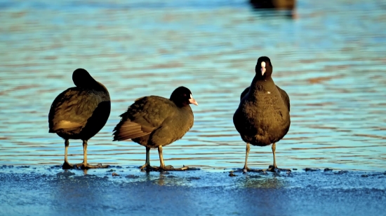 Coot, Wading Bird, Bird, Wildlife, Water, Lake