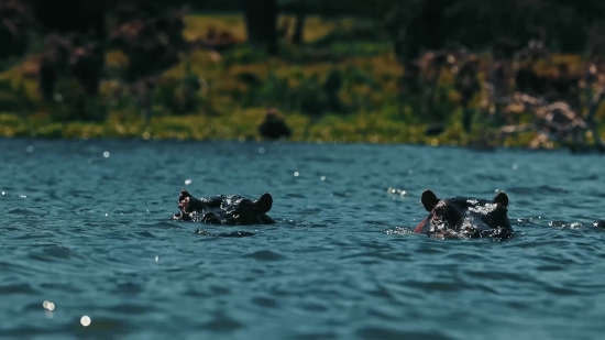 Coot, Water, Bird, Wading Bird, Aquatic Bird, Lake