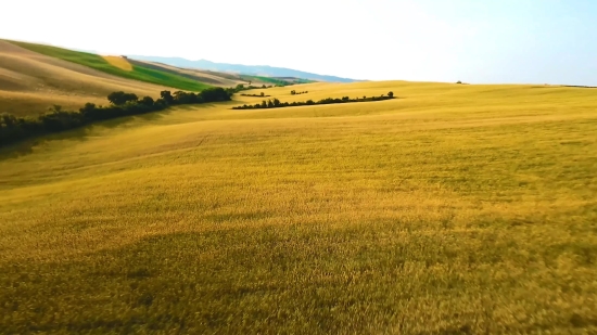 Copyright Free Biology Videos, Wheat, Plain, Field, Land, Rural