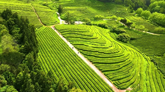 Copyright Free Gameplay Videos, Tea, Agriculture, Rural, Landscape, Field