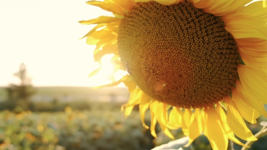 Copyright Free Video Website, Sunflower, Flower, Yellow, Plant, Petal