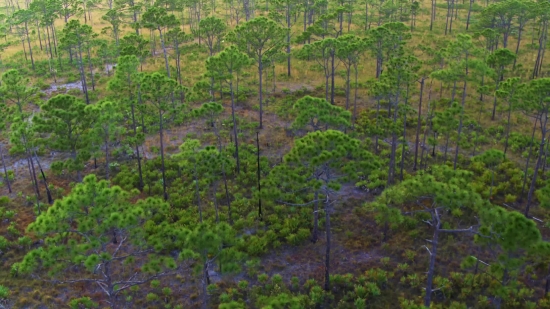 Copyright Video Clip, Tree, Forest, Woody Plant, Landscape, Vascular Plant