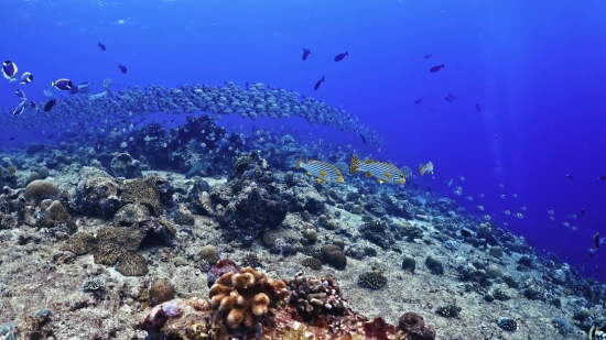 Coral Reef, Reef, Ridge, Coral, Underwater, Fish