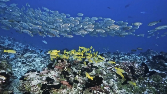 Coral Reef, Reef, Ridge, Sea, Natural Elevation, Underwater