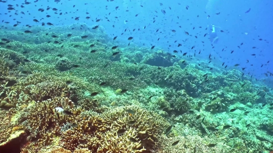 Coral Reef, Reef, Ridge, Underwater, Coral, Fish