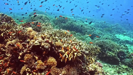 Coral Reef, Reef, Ridge, Underwater, Coral, Sea