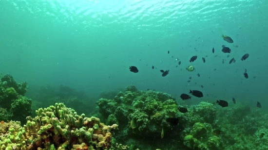 Coral Reef, Reef, Ridge, Underwater, Coral, Sea