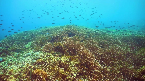 Coral Reef, Reef, Ridge, Underwater, Coral, Sea