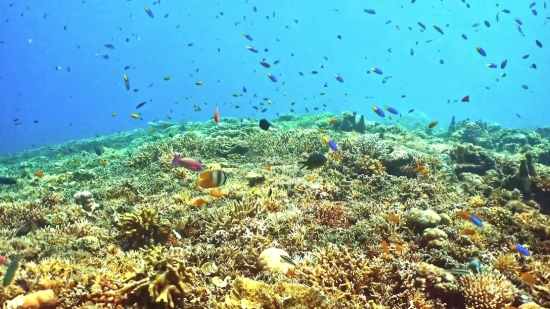 Coral Reef, Reef, Ridge, Underwater, Fish, Coral