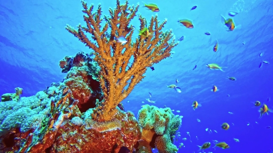 Coral Reef, Reef, Ridge, Underwater, Fish, Coral