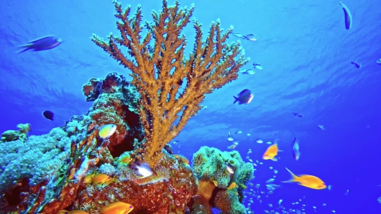 Coral Reef, Reef, Ridge, Underwater, Fish, Coral