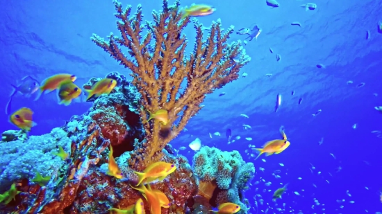 Coral Reef, Reef, Ridge, Underwater, Fish, Sea