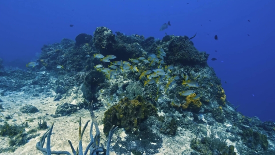 Coral Reef, Reef, Ridge, Underwater, Sea, Coral