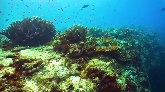 Coral Reef, Reef, Ridge, Underwater, Sea, Coral