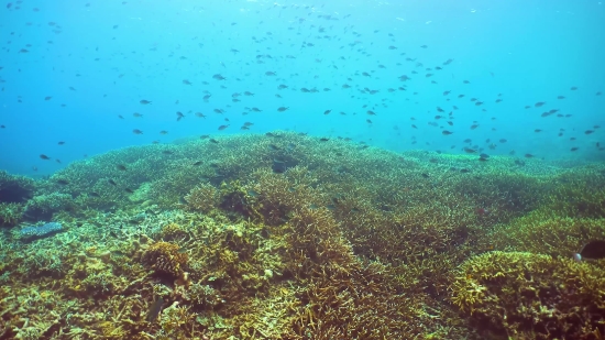 Coral Reef, Reef, Ridge, Underwater, Sea, Coral