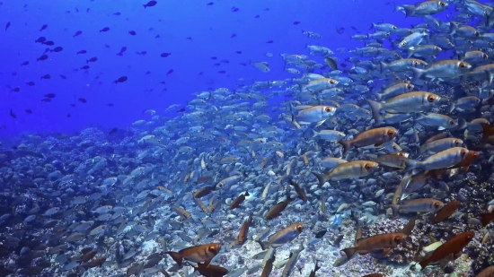 Coral Reef, Reef, Ridge, Underwater, Sea, Fish