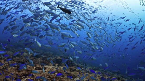 Coral Reef, Reef, Ridge, Water, Natural Elevation, Sea