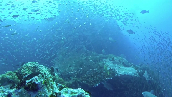 Coral Reef, Reef, Sea, Underwater, Ocean, Coral