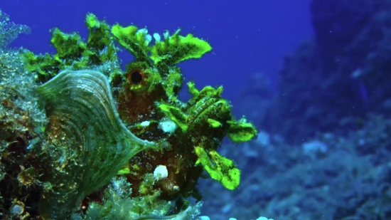 Coral Reef, Reef, Underwater, Coral, Fish, Ridge