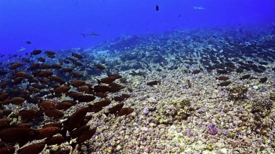 Coral Reef, Reef, Underwater, Coral, Fish, Sea