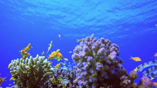 Coral Reef, Reef, Underwater, Coral, Fish, Sea